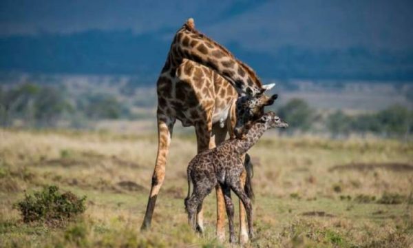 sucking-time-giraffe-tanzania-tour-safaris