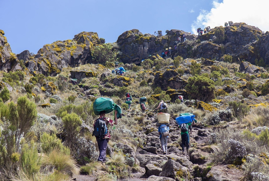 Kilimanjaro rainforest