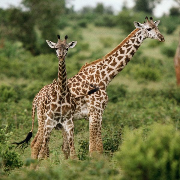 Arusha National Park
