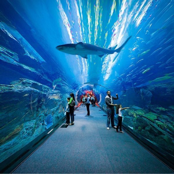 dubai-underwater-zoo