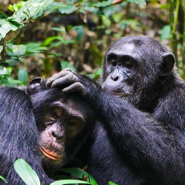 kibale-national-park-1