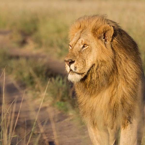 maasai-mara-national-park
