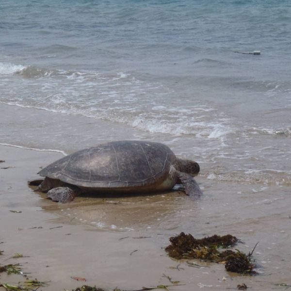 mafia-turtle-watching-1