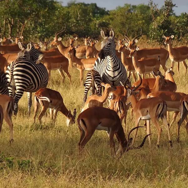 mikumi-national-park