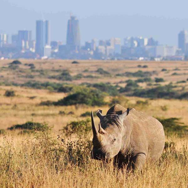 nairobi-national-park