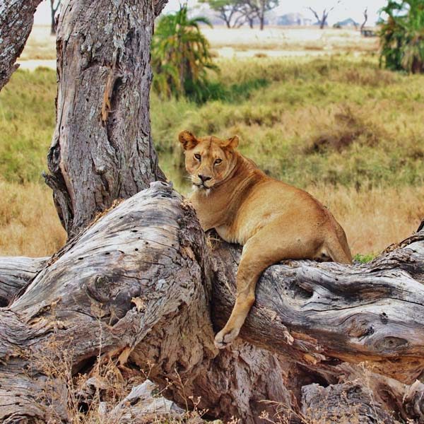 nyerere-national-park