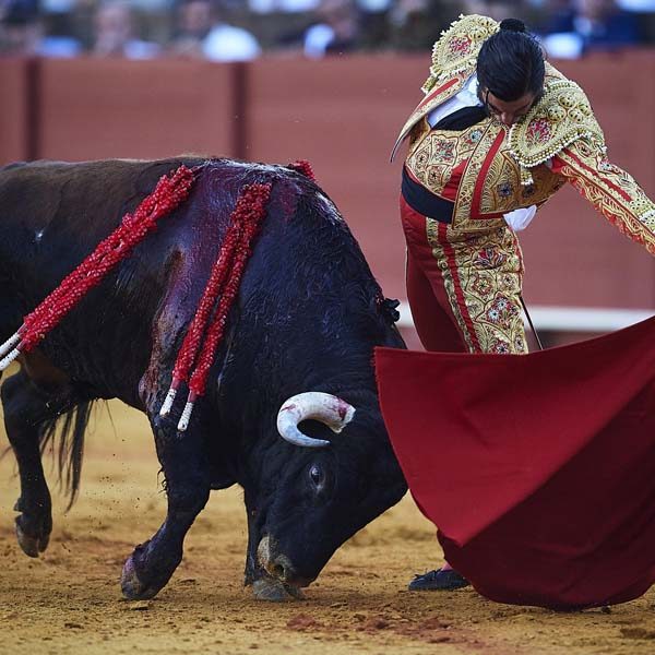 pemba-bull-fighting-tour