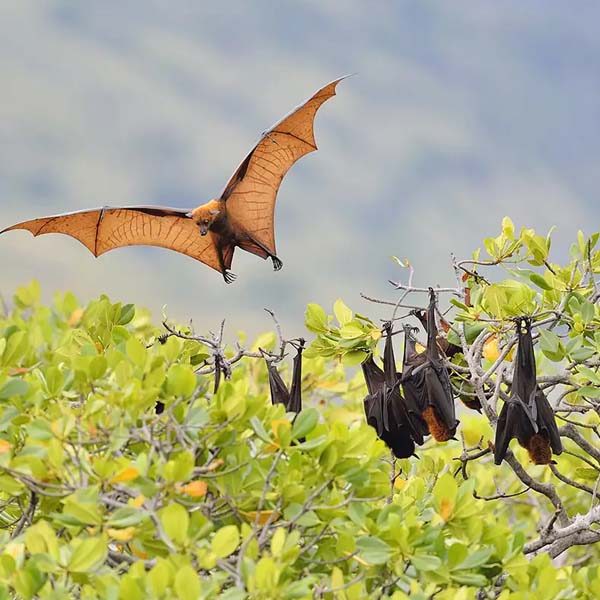 pemba-flying-fox-tour