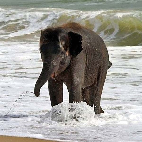 saadani-national-park