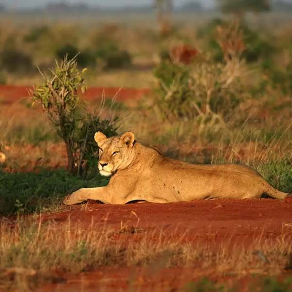 tsavo-west-national-park